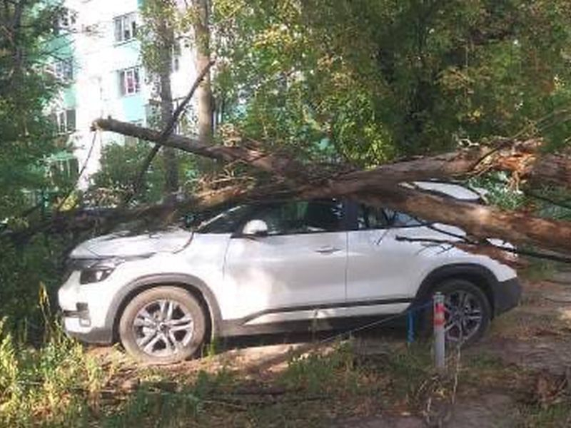 Ураганный ветер повалил огромное дерево на припаркованную иномарку в Воронеже Ураганный ветер повалил огромное дерево на припаркованную иномарку в Воронеже