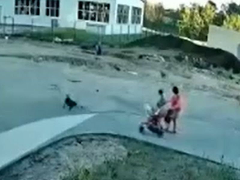 В полиции прокомментировали нападение стаи собак на ребенка в Воронеже В полиции прокомментировали нападение стаи собак на ребенка в Воронеже