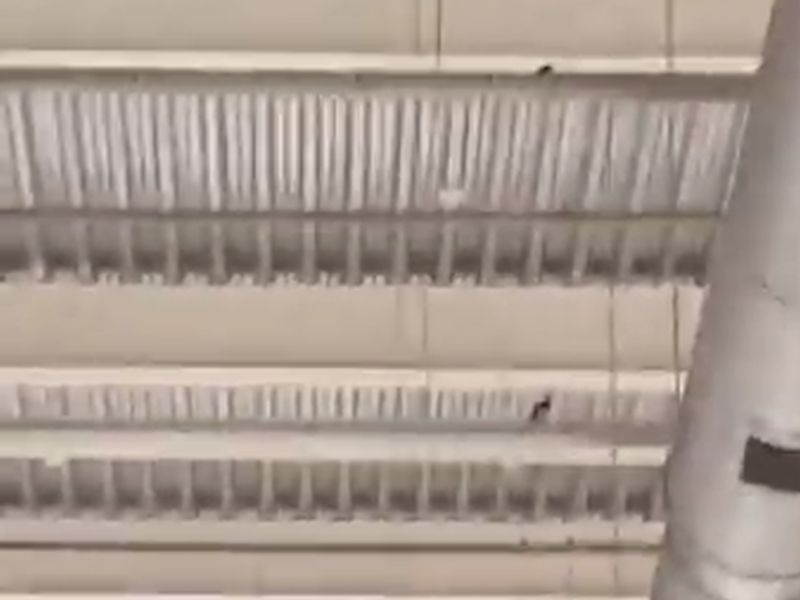Птицы атаковали рыбный отдел в воронежском гипермаркете Птицы атаковали рыбный отдел в воронежском гипермаркете