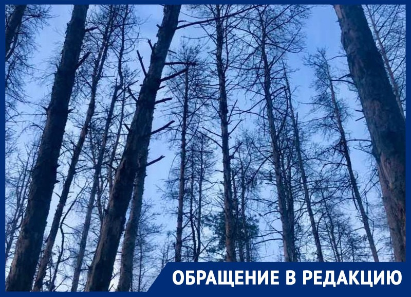 Массовая гибель деревьев продолжилась в Северном лесу Воронежа Массовая гибель деревьев продолжилась в Северном лесу Воронежа