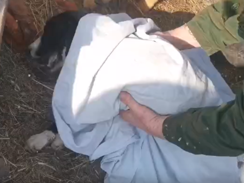 О расстреле собак в воронежском приюте рассказал зоозащитник О расстреле собак в воронежском приюте рассказал зоозащитник