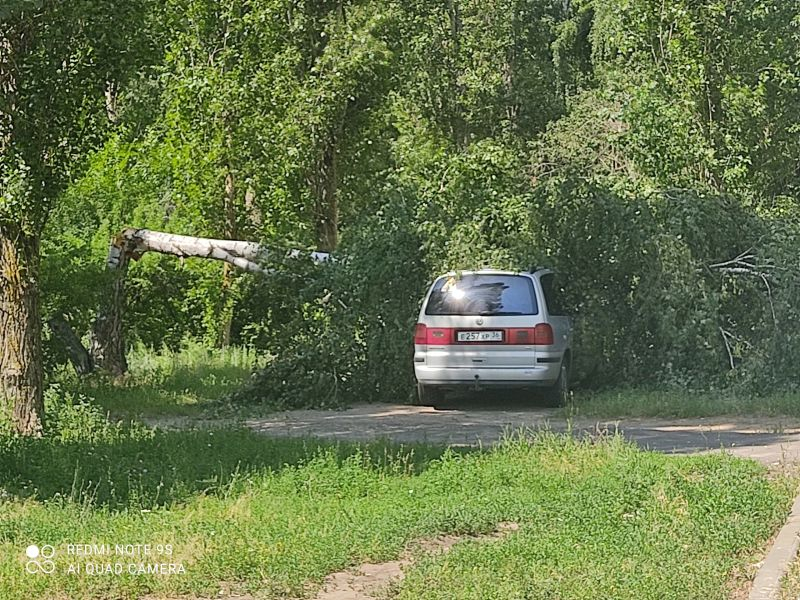 Последствия субботнего урагана: огромная береза рухнула на автомобиль в Воронеже Последствия субботнего урагана: огромная береза рухнула на автомобиль в Воронеже