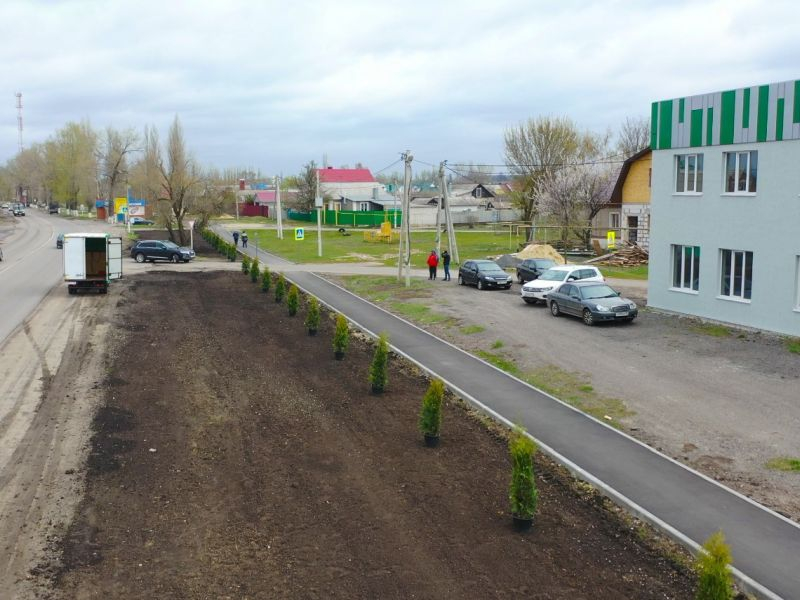 Под Воронежем высадили хвойную аллею для защиты пешеходов от пыли Под Воронежем высадили хвойную аллею для защиты пешеходов от пыли