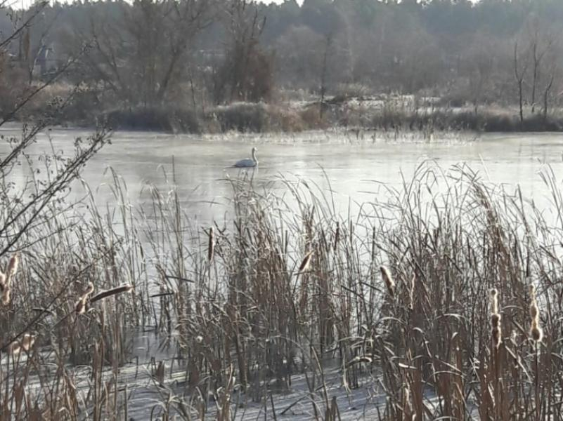 Воронежцев просят помочь обреченному на гибель одинокому лебедю Воронежцев просят помочь обреченному на гибель одинокому лебедю