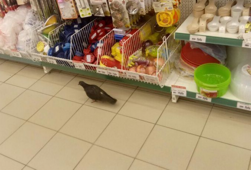 Магазин На Шишкова Воронеж