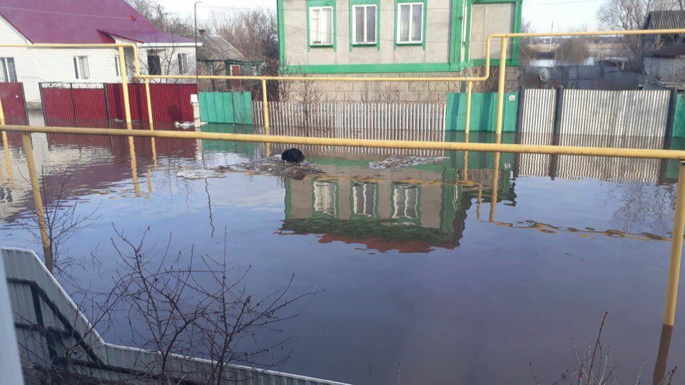 Воронежцы заметили собаку на льдине, которая «не голосовала за счастливое будущее» Воронежцы заметили собаку на льдине, которая «не голосовала за счастливое будущее»