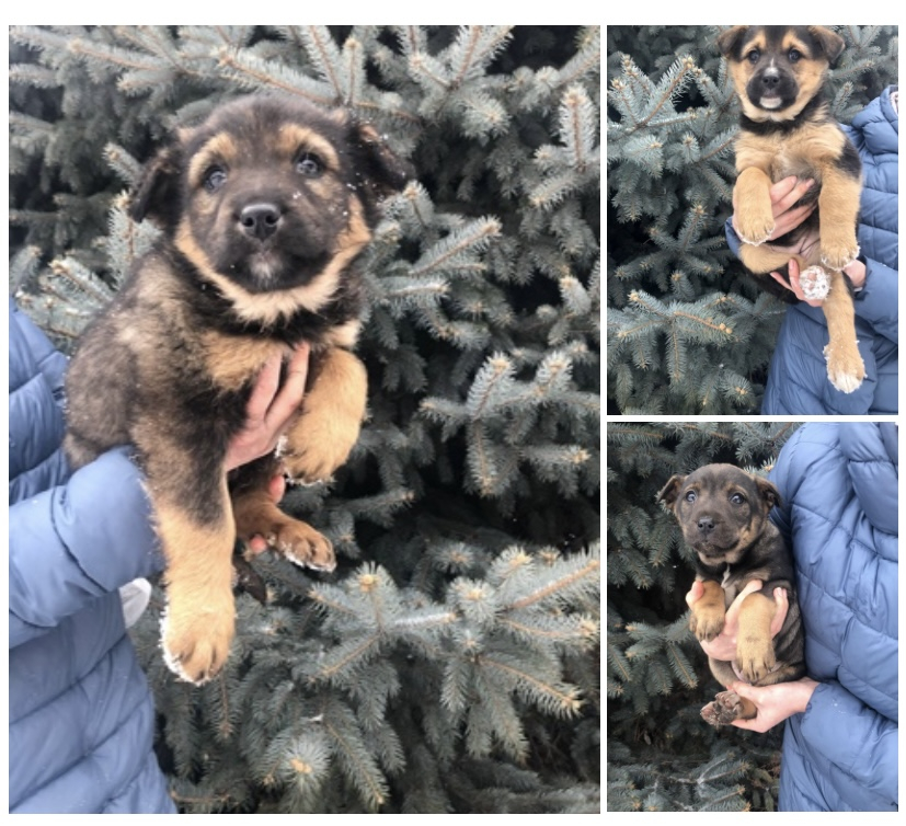 Собака После Нового Года