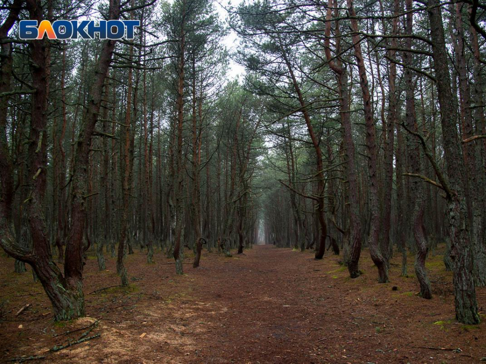Директору «Лесной охраны» вынесли приговор за содействие незаконной вырубке леса в Воронежской области