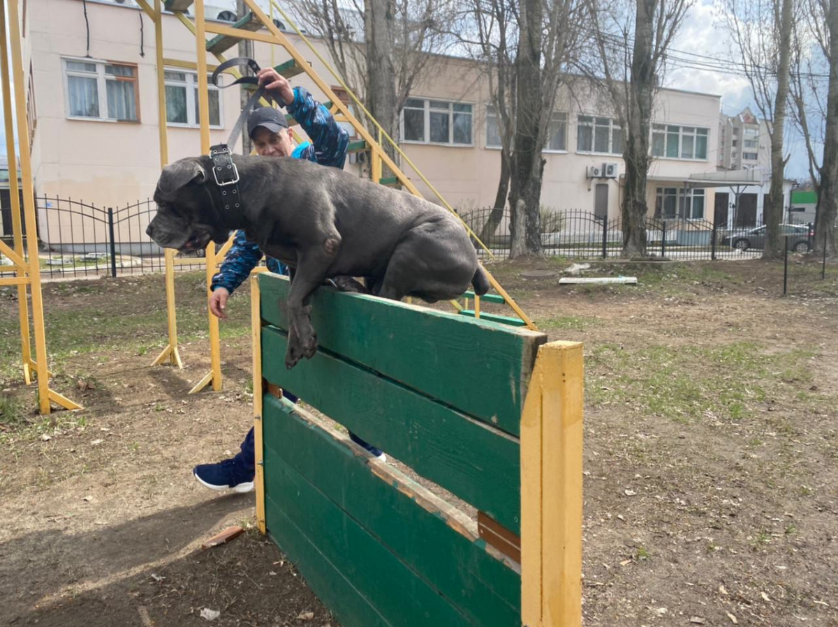 Поставил раком у дерева