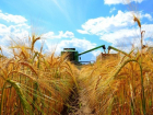 Во второй половине июля в Воронежской области начнут убирать урожай