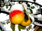 В споре о рекордных 204 млн рублей за замороженные яблоки подана кассация в Воронеже