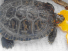 Воронежец нашел рядом с остановкой общественного транспорта красноухую черепаху