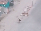 Новое нападение огромных собак на прохожего записали из окна в Воронеже