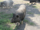 Буферные зоны вокруг воронежских свинокомплексов расширят из-за африканской чумы свиней
