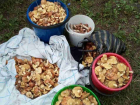Жительница Воронежа похвасталась богатым урожаем грибов
