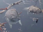 Кладбище из рыб и черепах: экологическая катастрофа разразилась на озере под Воронежем