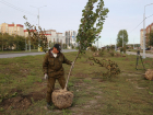 Сливы Нигра и клены Друммонди: деревья за 6 млн рублей появятся в центре Воронежа