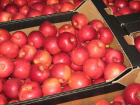 В Воронежской области безработный похитил у совхоза 4,5 тонны яблок