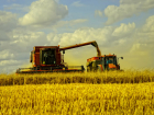Четвертый миллион тонн зерна собрали на полях Воронежской области