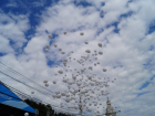 В День города Воронежа с площади Ленина выпустили 335 гелиевых шаров в память о бесланской трагедии