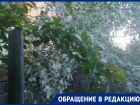 Жители Воронежа рассвирепели из-за пуха и ветвей