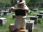 Пчеловод из Воронежской области украл у своего коллеги восемь ульев