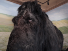 Гигантского мамонта из натуральной шерсти можно потрогать в воронежской галерее «ЛюбоПытно»