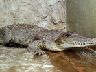 Крокодил из Воронежского зоопарка сломал свой стальной террариум