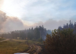 Стадо телят погибло в мощном лесном пожаре в Воронежской области
