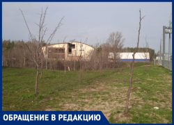 Плачевное состояние деревьев на развязке 9 Января прокомментировали в мэрии Воронежа