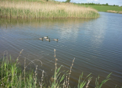 В Воронежской области два москвича прихватили себе пруд «Ильичив»