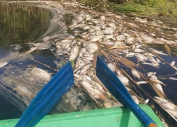 Стали известны подробности экологической катастрофы на реке Токай Воронежской области