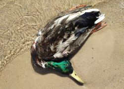 Экологи рассказали об итогах проверки места массовой гибели птиц в Воронеже