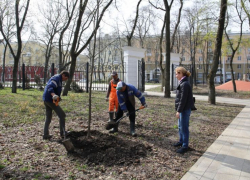 В Воронеже стартовало озеленение «Орленка», где беспощадно уничтожили 147 деревьев