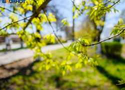 Больше 1,6 тыс га деревьев планируют высадить за этот год в Воронежской области