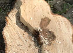 Уничтожение деревьев в парке «Орленок» вызвало тревогу у воронежцев