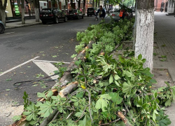 В центре Воронежа рухнуло дерево