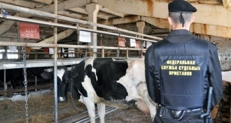 Воронежские приставы забрали у фермера стадо коров