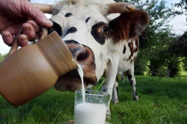 В Воронежской области проверили молоко: 3% не отвечают санитарным требованиям