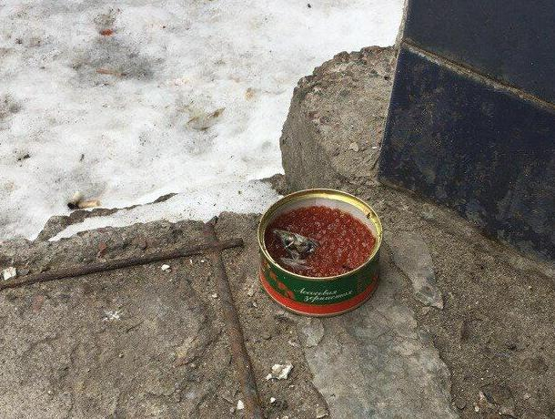 Красной икрой накормили кошачью мафию в Воронеже