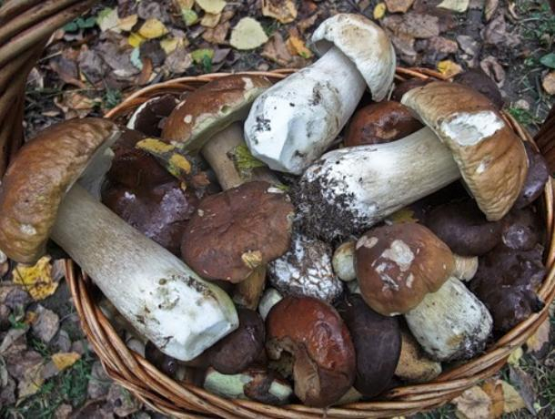 В Воронежской области восемь человек отравились грибами