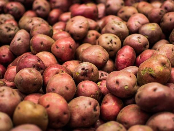 В Воронежской области мужчина украл и съел 64 кг картофеля
