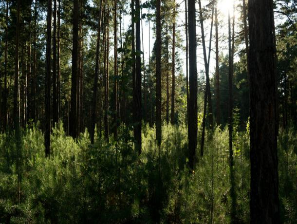 Аренда лесов воронеж. Воронеж Сомово лес. Тавровский лес Воронеж. Русский лес Воронеж. Веденеев лес Воронежская область.