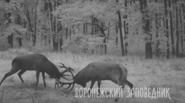 Битва двух оленей за гарем самок в Воронежском заповеднике попала на видео