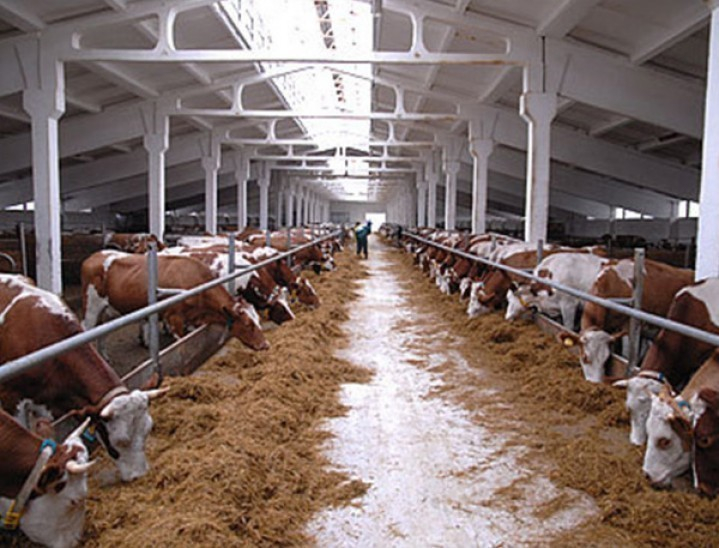 В Воронежской области будут развивать молочную отрасль