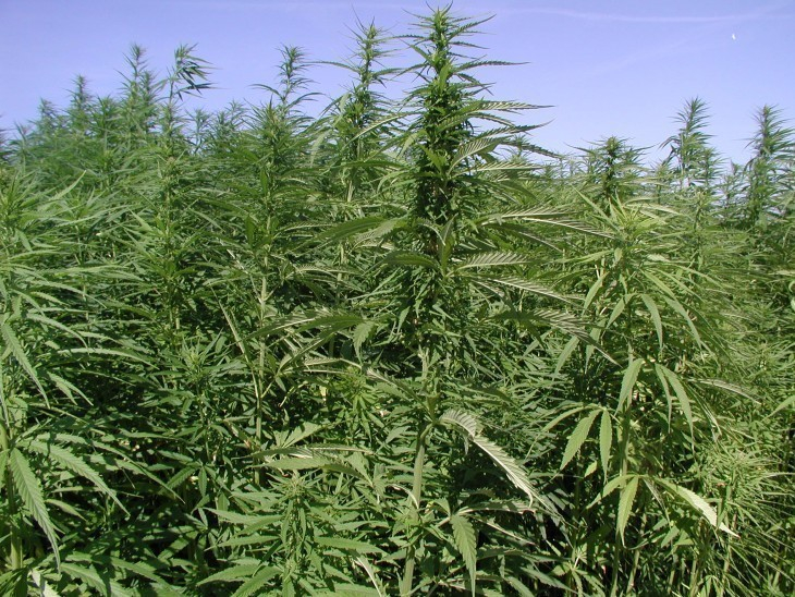 Новость про плантацию конопли марихуана в крыму новости