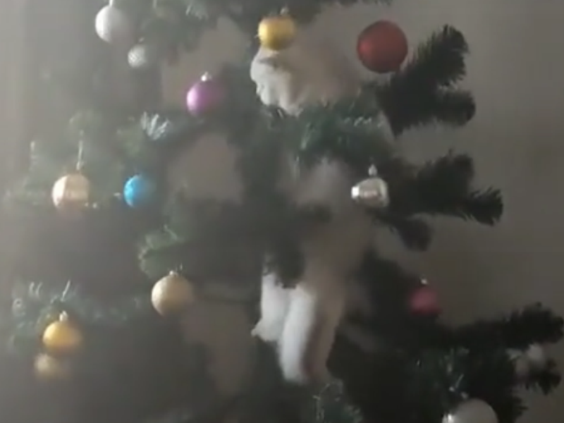 Предновогодний фейл кота с елкой показали воронежцам