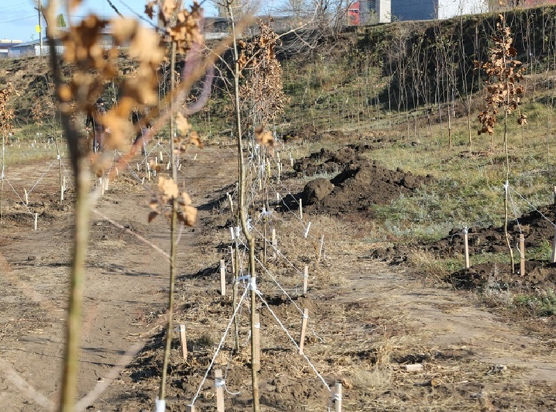 Почему погибло молодое дерево. Трагедия в Песчаном Логу Воронежа.