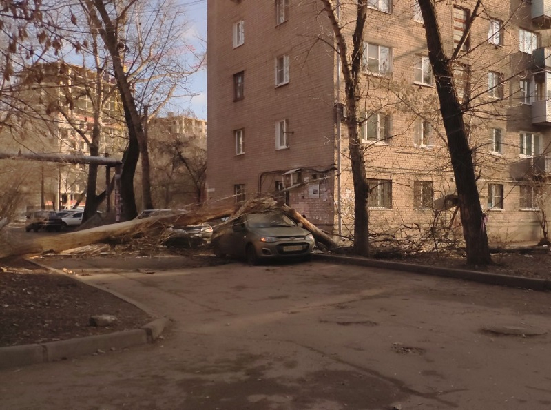 Ветка дерева рухнула на женщину в Воронеже