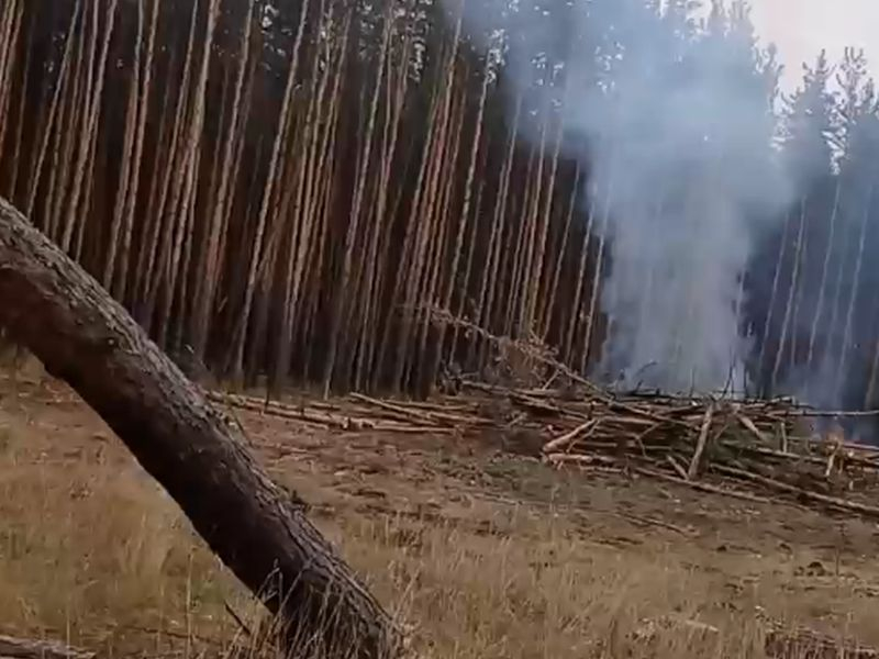 Леса попала. Лес в Придонском. Гибель леса в Воронеже. Старые леса Воронежской области. Лес Воронежской области.